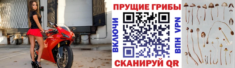 Галлюциногенные грибы GOLDEN TEACHER Мытищи